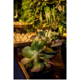 bandeja para festa clean Brás